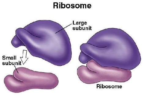 what are ribosomes similar to